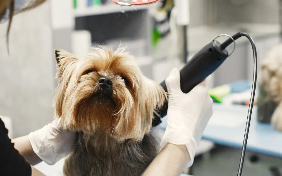 Small dog being groomed by a professional.